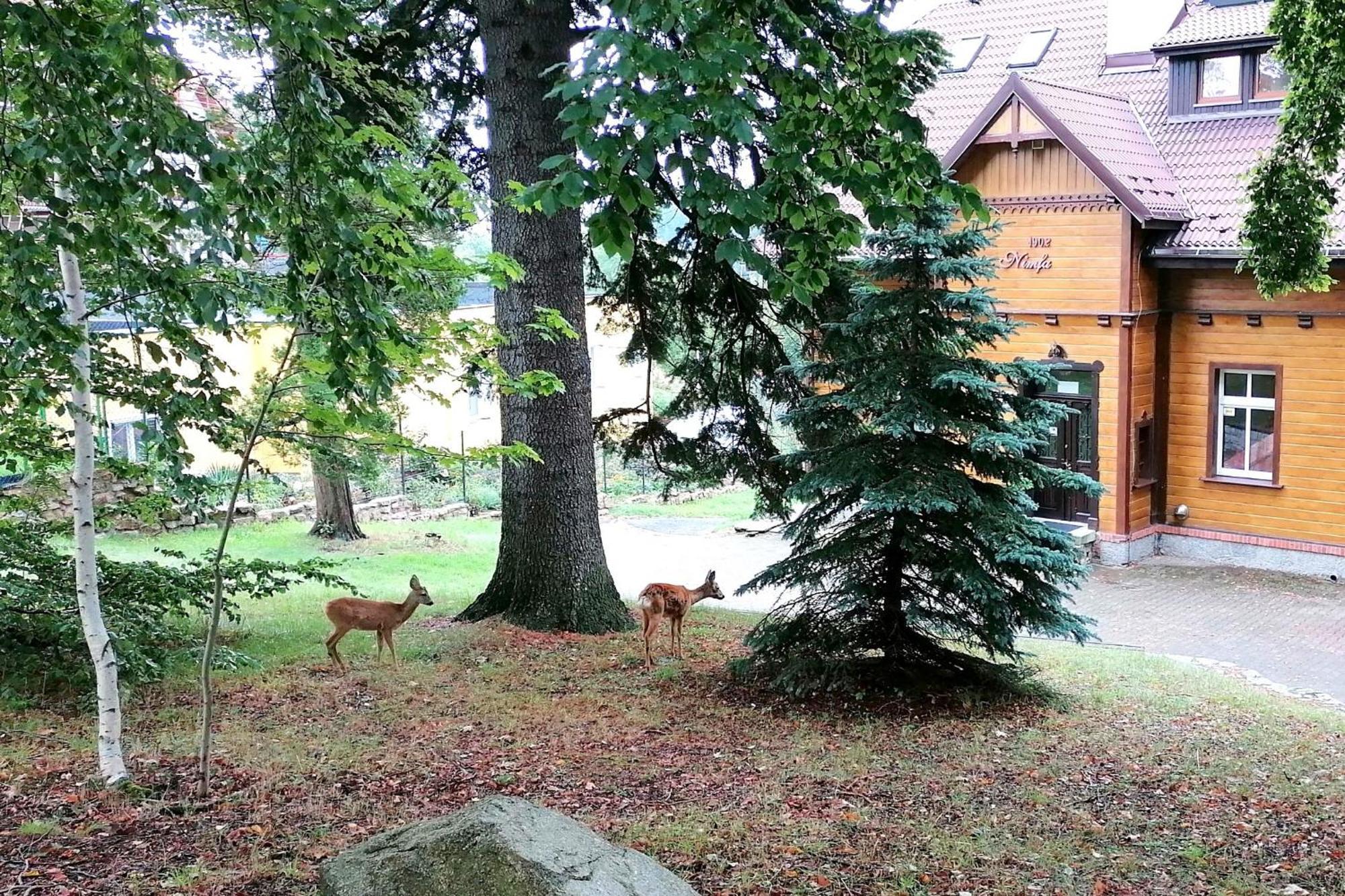 Willa Nimfa Apartamenty W Centrum Szklarska Poręba Kültér fotó