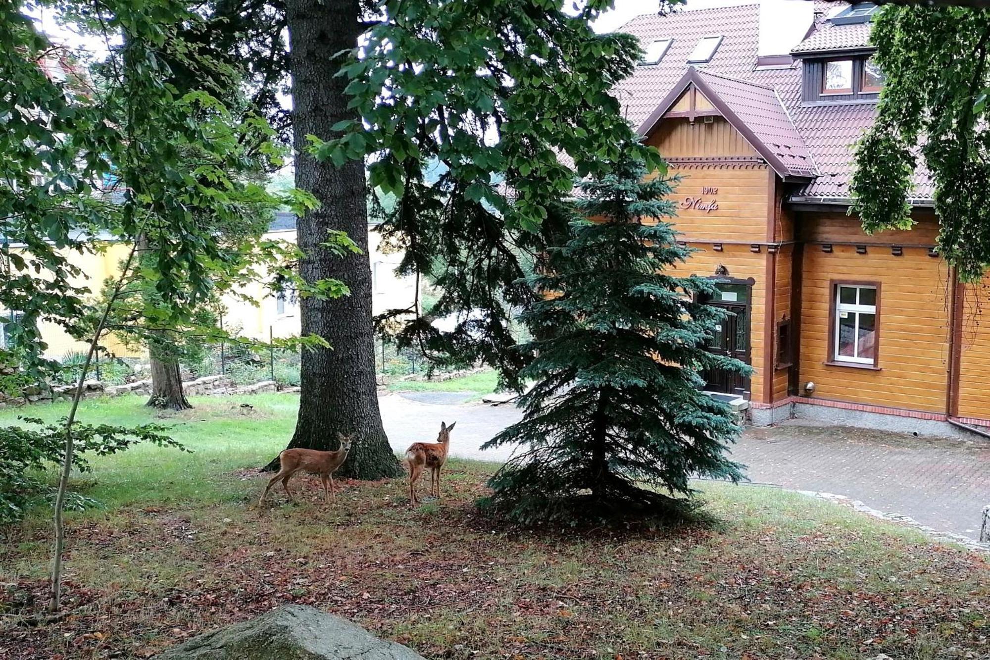 Willa Nimfa Apartamenty W Centrum Szklarska Poręba Kültér fotó